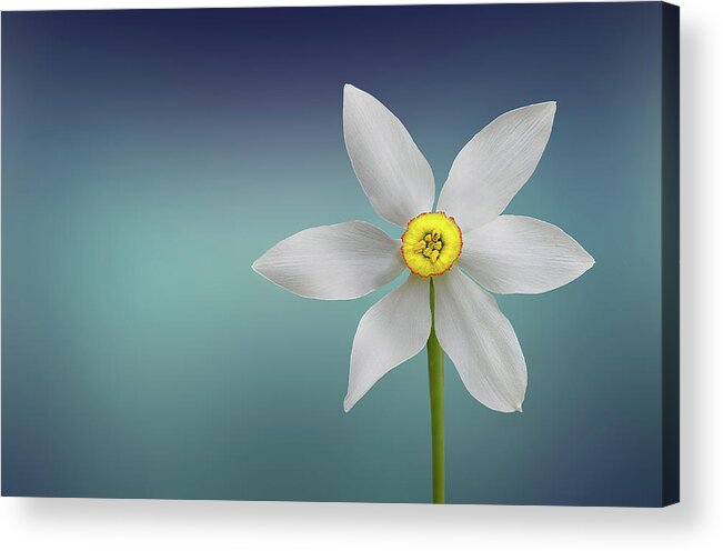 Clock Acrylic Print featuring the photograph Flower Paradise #1 by Bess Hamiti