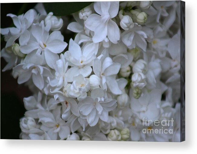 Spring Acrylic Print featuring the photograph Flowers #1 by Deena Withycombe