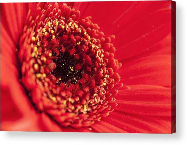 Flower Acrylic Print featuring the photograph Flowers #1 by John Paul Cullen