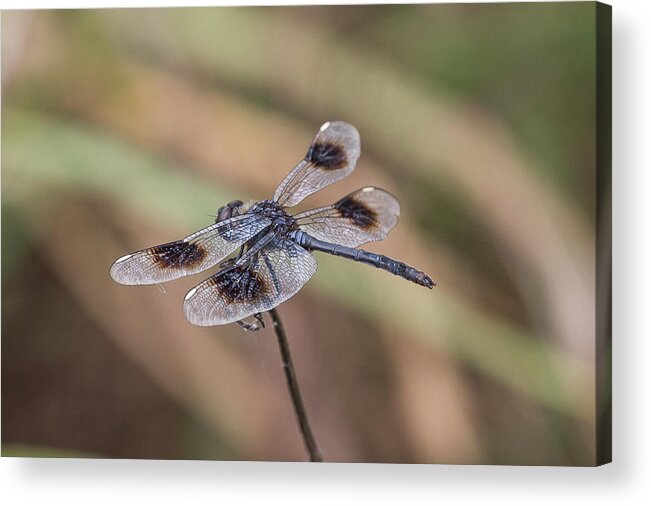 Ronnie Maum Acrylic Print featuring the photograph Four-spotted Pennant #1 by Ronnie Maum
