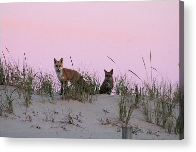 Fox Acrylic Print featuring the photograph Fox and Vixen #1 by Robert Banach