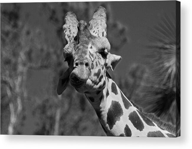 Giraffe Acrylic Print featuring the photograph Gimme a Kiss #1 by Michiale Schneider