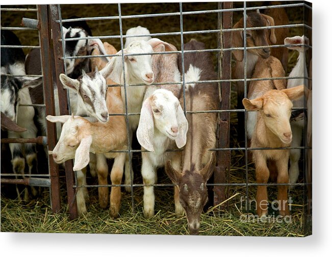 Goat Acrylic Print featuring the photograph Goats #1 by Inga Spence