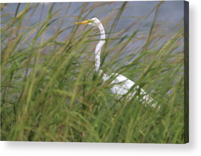 Great Egret Acrylic Print featuring the photograph Great Egret Port Jefferson New York #1 by Bob Savage