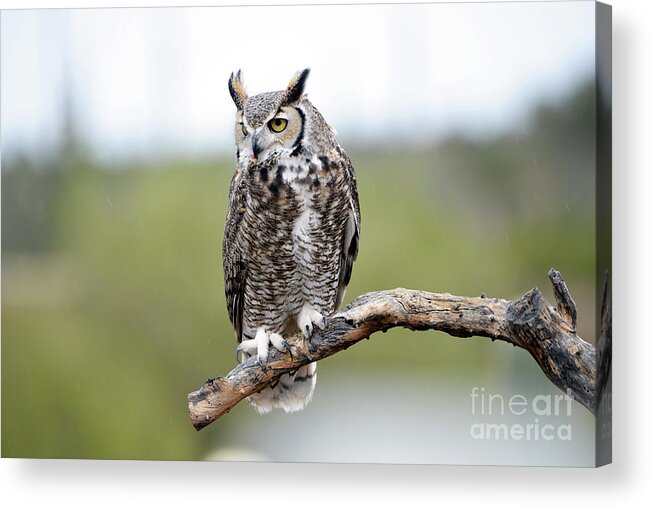 Denise Bruchman Acrylic Print featuring the photograph Great Horned Owl #2 by Denise Bruchman