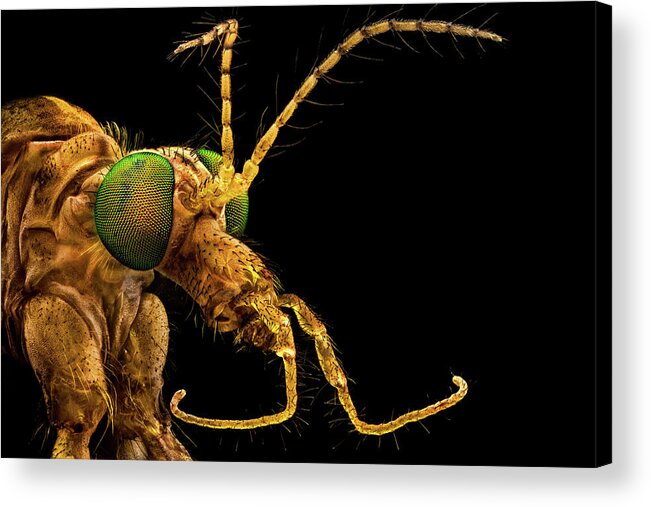 Alien Acrylic Print featuring the photograph Green eyed crane fly #1 by Mihai Andritoiu
