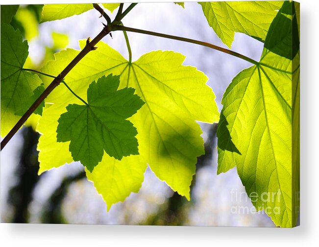 Autumn Acrylic Print featuring the photograph Green Leaves #1 by Carlos Caetano
