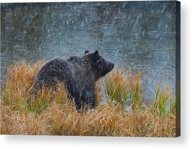 Mark Miller Photos Acrylic Print featuring the photograph Grizzly in Falling Snow by Mark Miller