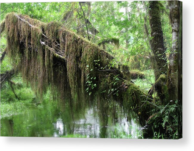 Rainforest Acrylic Print featuring the photograph Hall of Mosses - Hoh Rain Forest Olympic National Park WA USA #1 by Alexandra Till