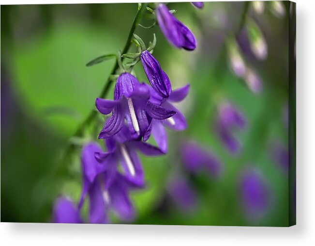 Bellflower Acrylic Print featuring the photograph Harebells 2n by Leif Sohlman
