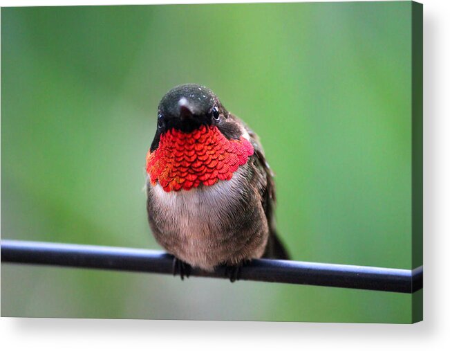 Hummingbird Acrylic Print featuring the photograph He Entices Her With Rubies #1 by Brook Burling