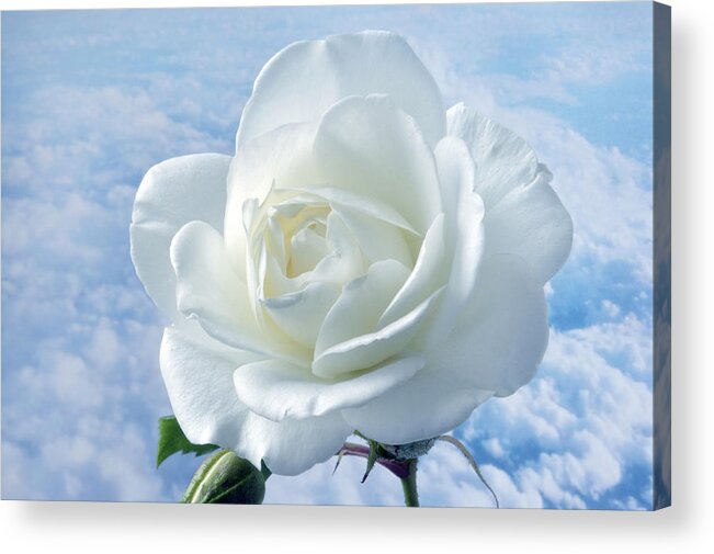 Rose Acrylic Print featuring the photograph Heavenly White Rose. by Terence Davis