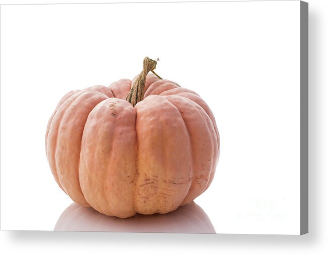 Big Acrylic Print featuring the photograph Heirloom Pumpkin #1 by Juli Scalzi