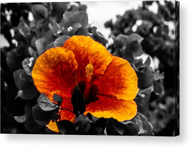 Flower Acrylic Print featuring the photograph Hibiscus Beauty by Randy Sylvia