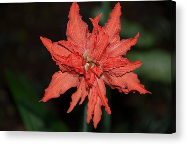 Mexico Yucatan Acrylic Print featuring the digital art Hostal Candelaria #1 by Carol Ailles