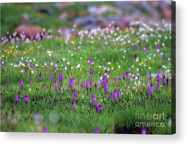 Alpine Flowers Landscape Acrylic Print featuring the photograph In the Garden #2 by Jim Garrison