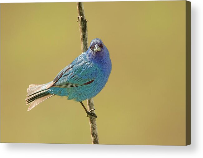 Bird Acrylic Print featuring the photograph Indigo Bunting #1 by Alan Lenk