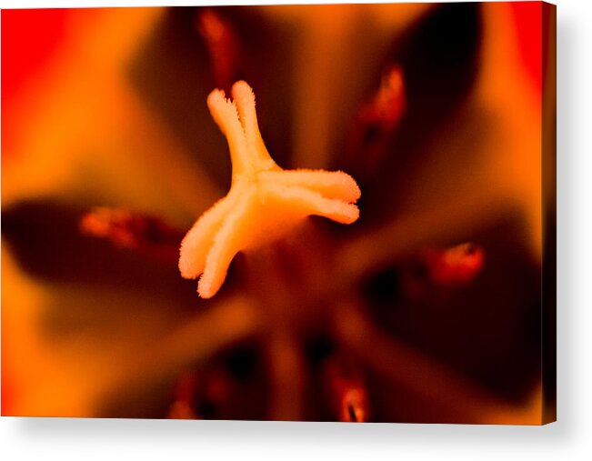 Jay Stockhaus Acrylic Print featuring the photograph Inside the Tulip #1 by Jay Stockhaus