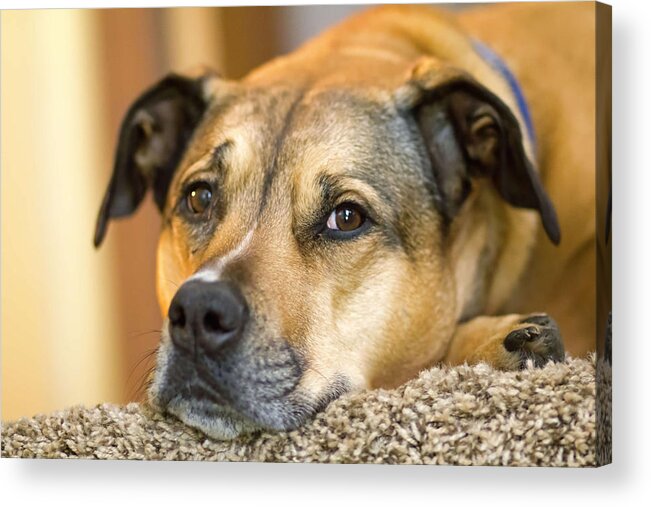 Dog Acrylic Print featuring the photograph Jessie relaxing #1 by Susan Jensen