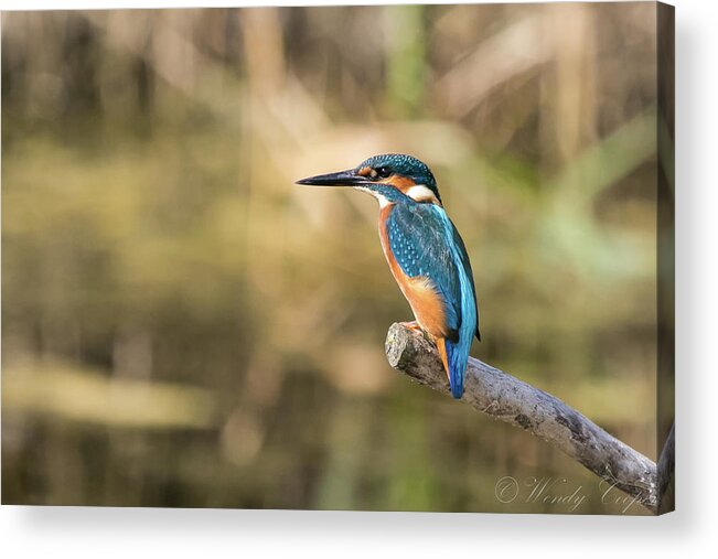 ©wendy Cooper Acrylic Print featuring the photograph Kingfisher #1 by Wendy Cooper