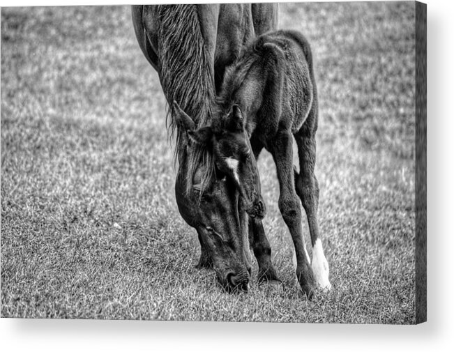Horse Acrylic Print featuring the photograph Lean on Me #1 by Joseph Caban