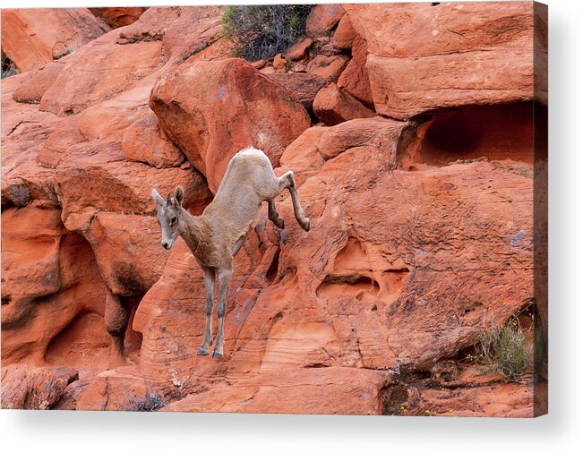 Valley Of Fire Acrylic Print featuring the photograph Leap of Faith #1 by James Marvin Phelps