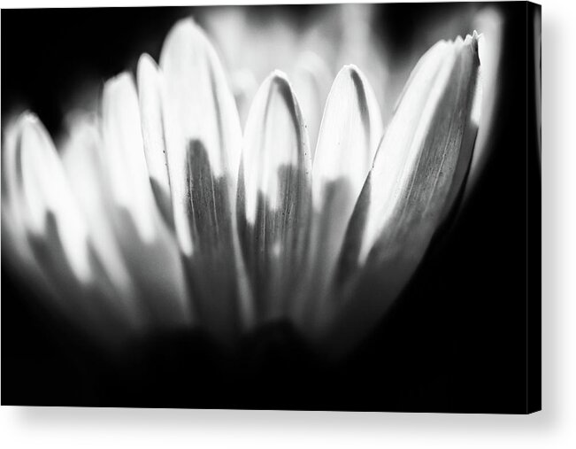 Jay Stockhaus Acrylic Print featuring the photograph Light and Shadow  #1 by Jay Stockhaus