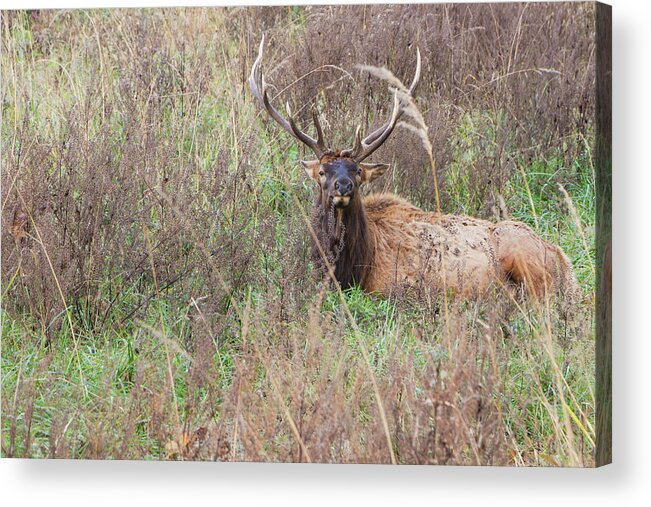 Lone Elk Park Acrylic Print featuring the photograph Lone Elk by Holly Ross