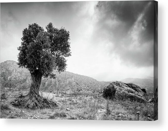 Single Tree Acrylic Print featuring the photograph Lonely olive tree and stormy cloudy sky #1 by Michalakis Ppalis