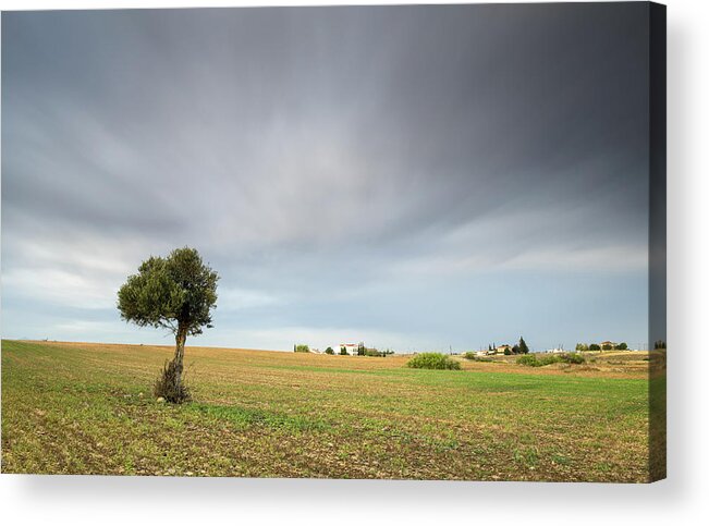 Olive Tree Acrylic Print featuring the photograph Lonely Olive tree #1 by Michalakis Ppalis