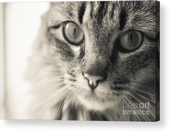 Cat Acrylic Print featuring the photograph Looking Into Me_184 #1 by Andria Patino