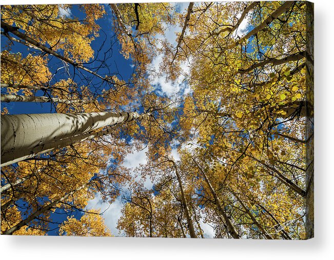 Tree Acrylic Print featuring the photograph Looking up #2 by Jeff Niederstadt