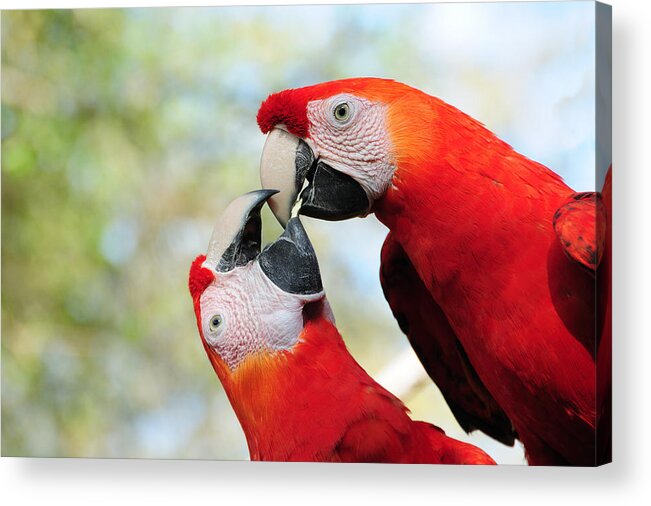 Bird Acrylic Print featuring the photograph Macaws #1 by Steven Sparks