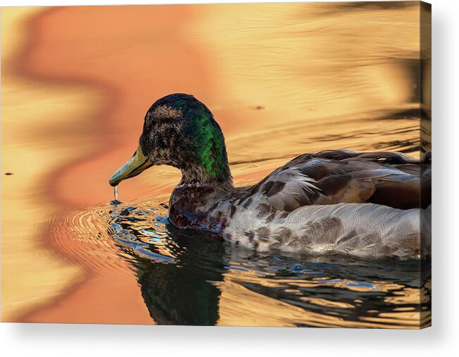 Mallard Duck Acrylic Print featuring the photograph Searching For Breakfast by Jonathan Nguyen