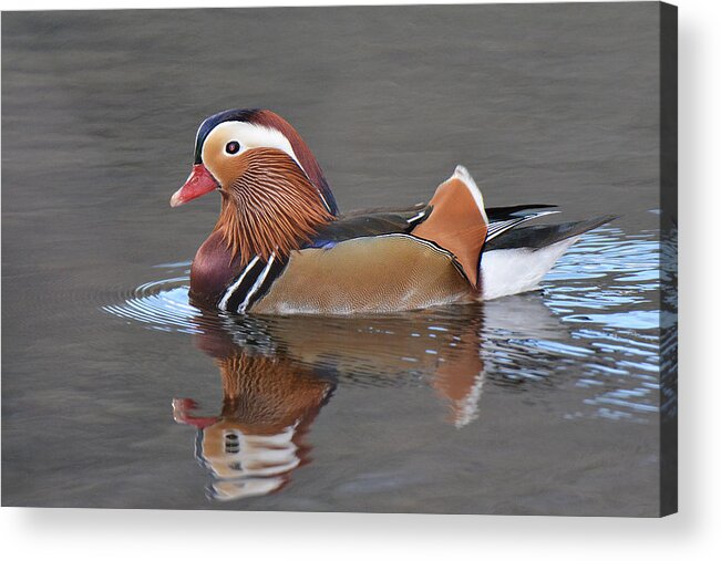 Bird Acrylic Print featuring the photograph Mandarin Duck #1 by Alan Lenk