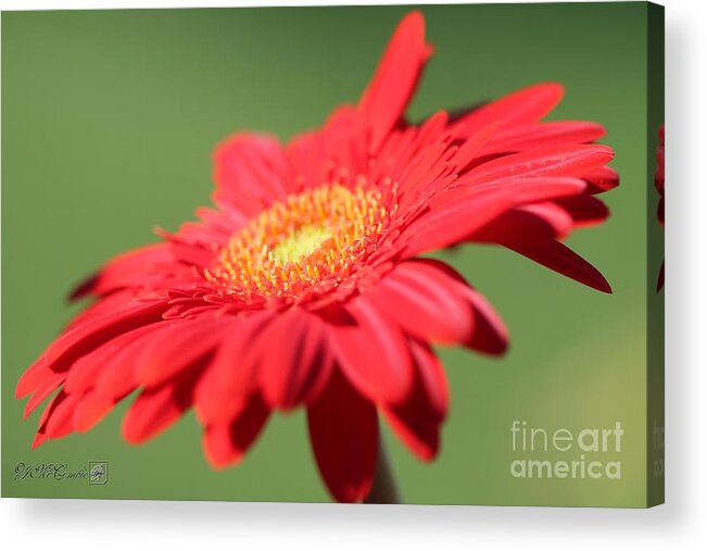 Mccombie Acrylic Print featuring the photograph Mega Revolution Scarlet Red with Light Eye Gerbera Daisy #5 by J McCombie