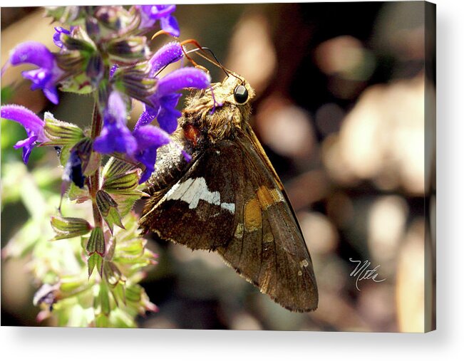 Macro Photography Acrylic Print featuring the photograph Moth snack by Meta Gatschenberger