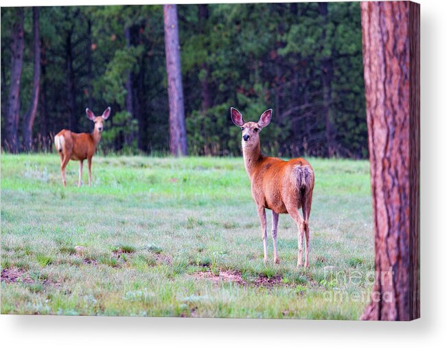 Deer Acrylic Print featuring the photograph Mule Deer in the Forest #1 by Steven Krull