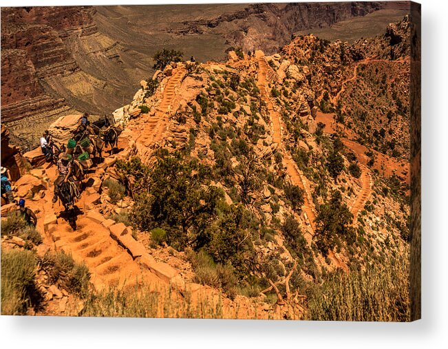Mule Train Acrylic Print featuring the photograph Mule Train in Grand Canyon #1 by Claudia Abbott