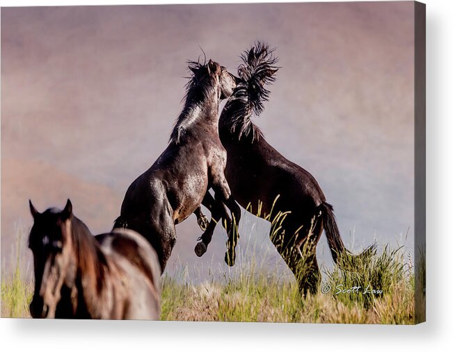 Mustangs Acrylic Print featuring the photograph Mustang Stallion Battle #1 by Scott Law