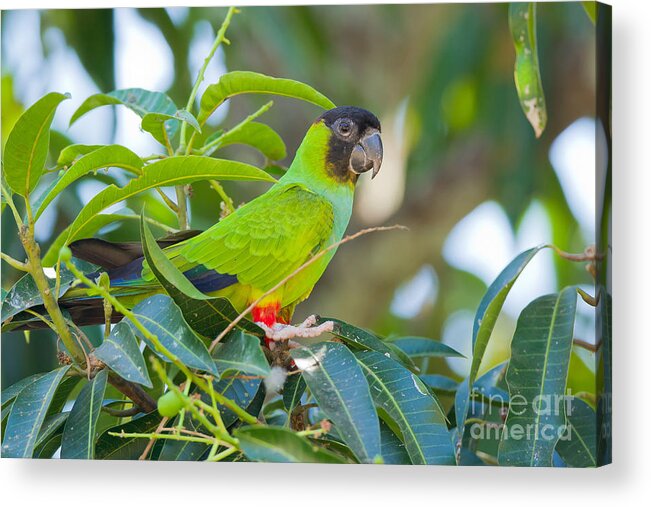 Nandy Or Black-hooded Parakeet Acrylic Print featuring the photograph Nanday Or Black-hooded Parakeet #1 by B.G. Thomson