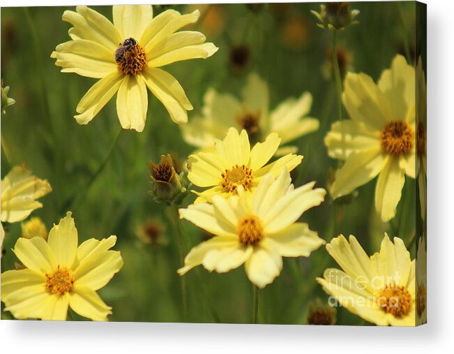 Yellow Acrylic Print featuring the photograph Nature's Beauty 63 by Deena Withycombe