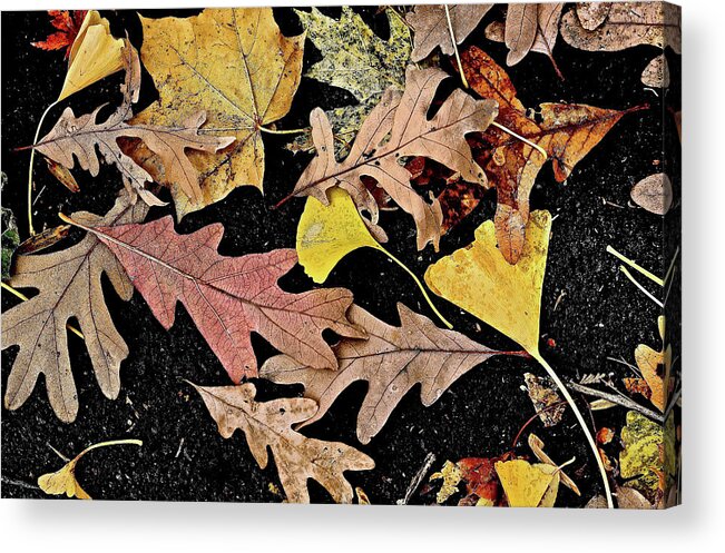 Autumn Acrylic Print featuring the photograph Nature's Paintbrush #1 by Ira Shander