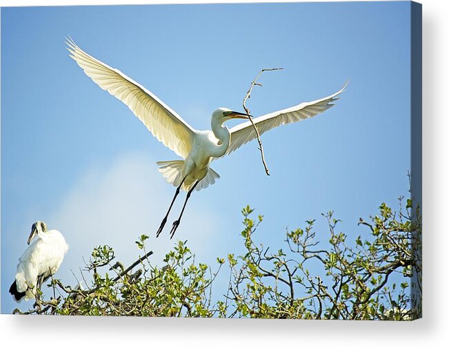 Egret Acrylic Print featuring the photograph Nest Building #1 by Kenneth Albin