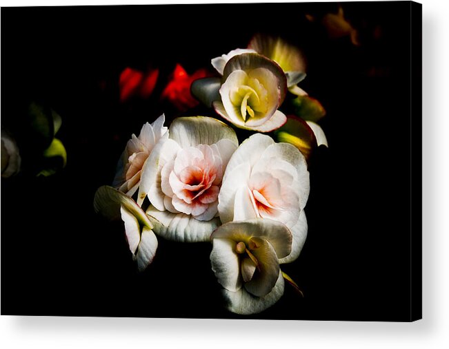 Begonia Acrylic Print featuring the photograph Night Begonias One #1 by John Ater