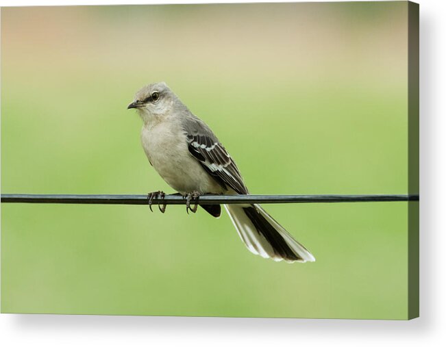 Bird Acrylic Print featuring the photograph Northern Mockingbird by Holden The Moment