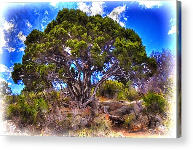 Pictorial Acrylic Print featuring the photograph Old Utah Juniper #1 by Roger Passman