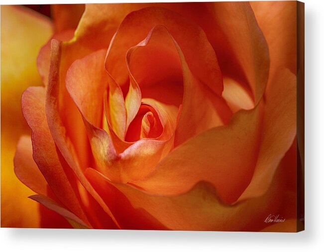 Orange Acrylic Print featuring the photograph Orange Passion #1 by Diana Haronis