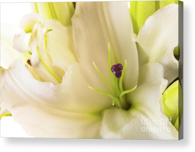 Alive Acrylic Print featuring the photograph Oriental Lily Flower by Raul Rodriguez