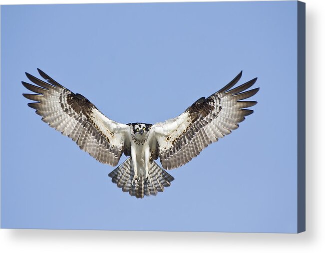 Osprey Acrylic Print featuring the photograph Osprey in Flight by Bob Decker